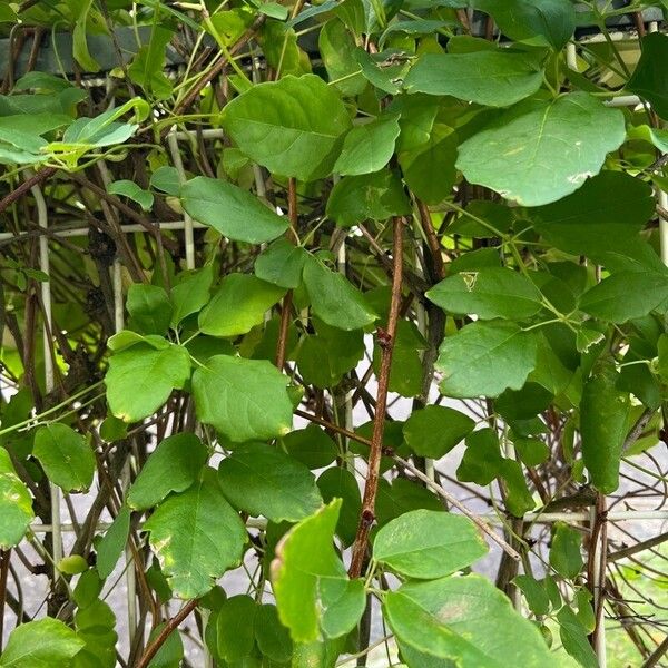 Akebia trifoliata Blatt