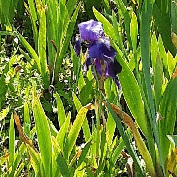 Iris lutescens Cvet