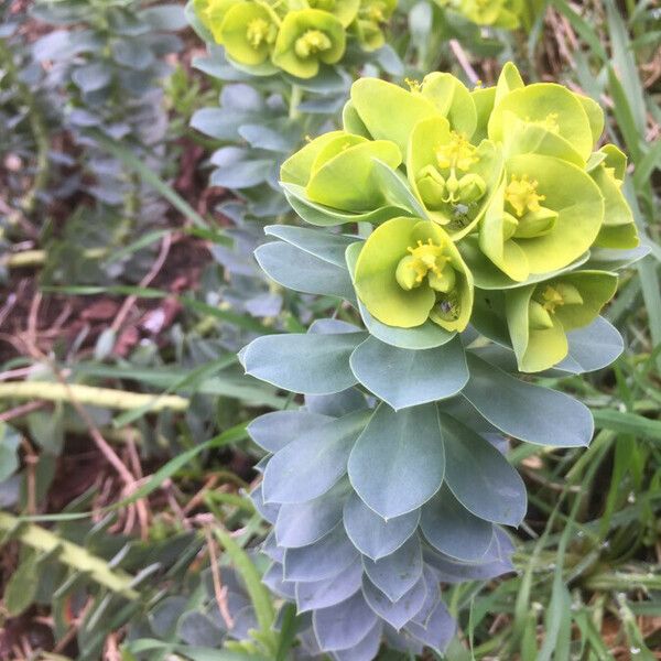 Euphorbia myrsinites Blüte