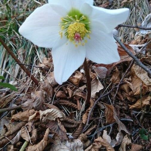 Helleborus niger Flower