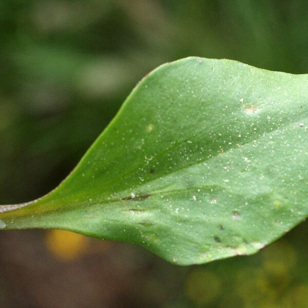 Ranunculus ophioglossifolius Feuille