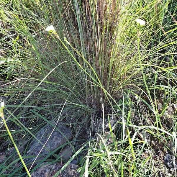 Nothoscordum gracile Habitat