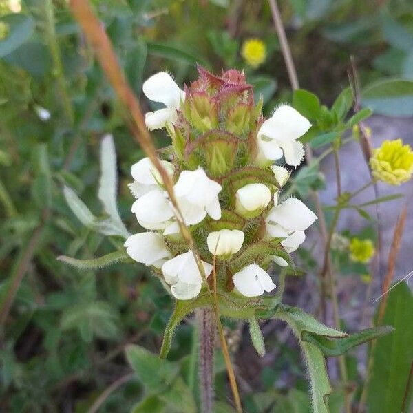 Prunella laciniata Λουλούδι
