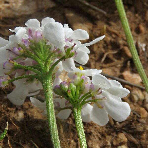 Iberis pinnata 花