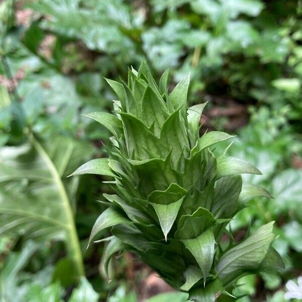 Acanthus mollis برگ