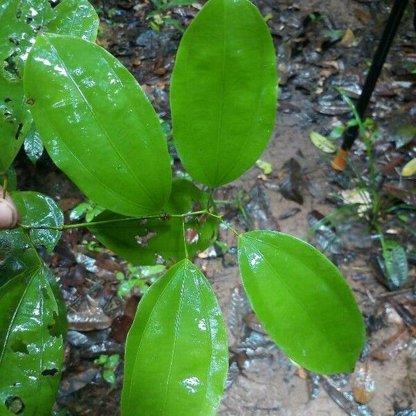 Abuta grandifolia ഇല