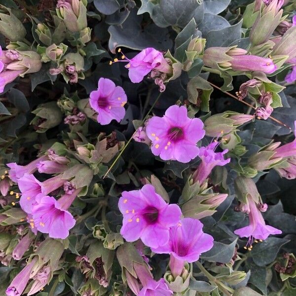 Mirabilis multiflora Kwiat