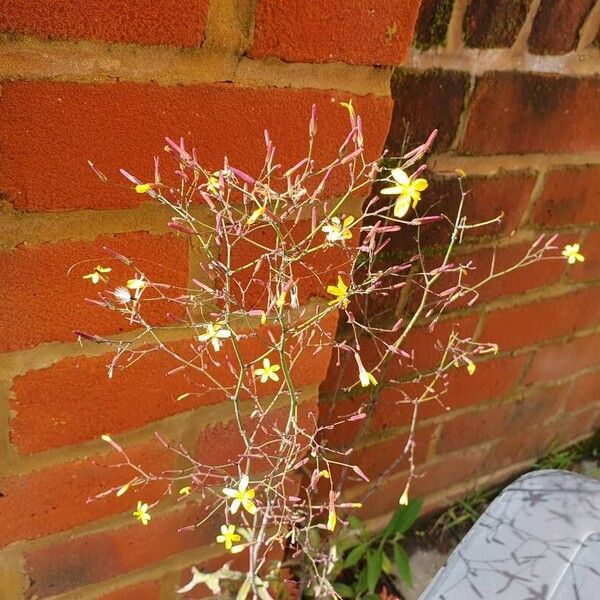 Lactuca muralis Floro