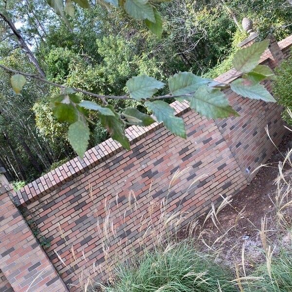 Betula nigra Fuelha