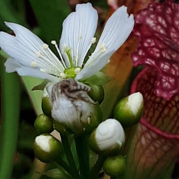 Dionaea muscipula Květ