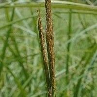 Carex trichocarpa ফুল