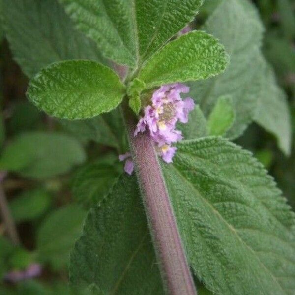 Lippia alba Leaf