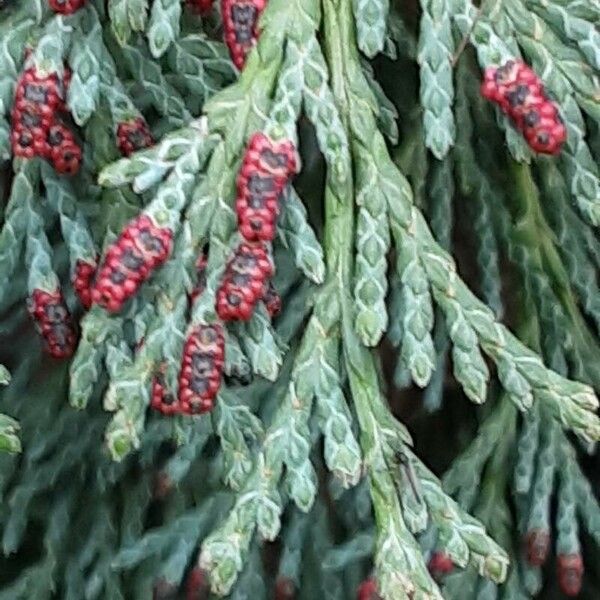 Chamaecyparis lawsoniana ফুল