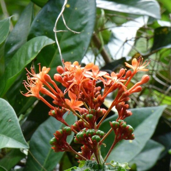 Clerodendrum speciosissimum Квітка