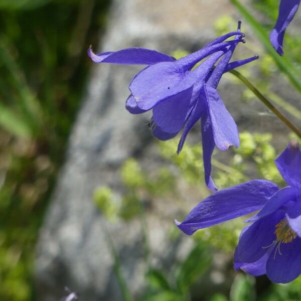 Aquilegia pyrenaica Kukka