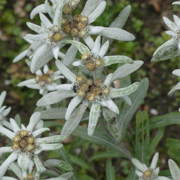 Leontopodium nivale Flower