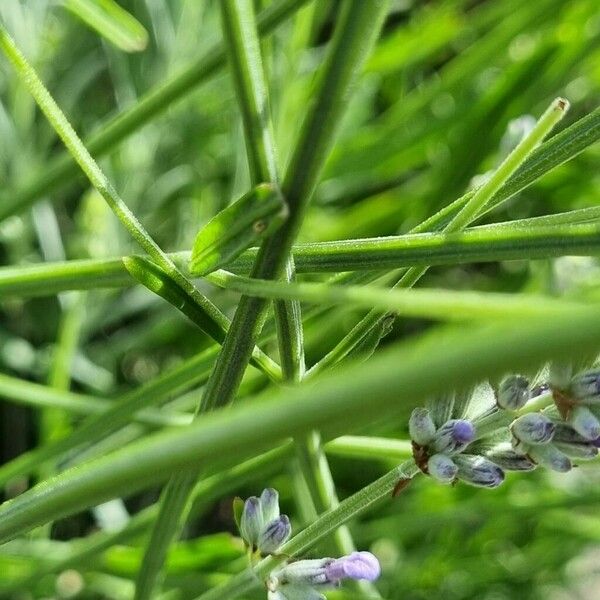 Lavandula angustifolia Bark