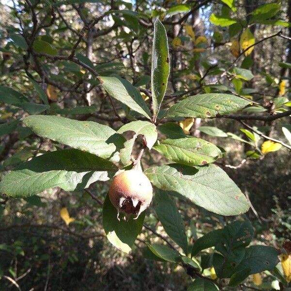 Crataegus germanica ഇല