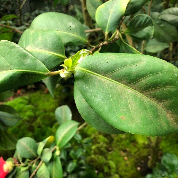 Camellia oleifera Habitus