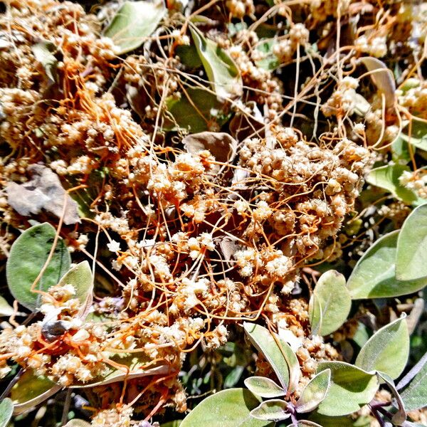 Cuscuta campestris Cvet