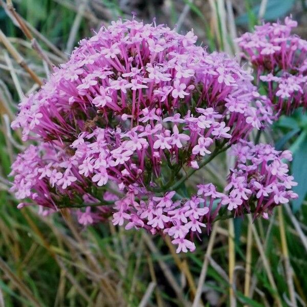 Valeriana rubra Flower