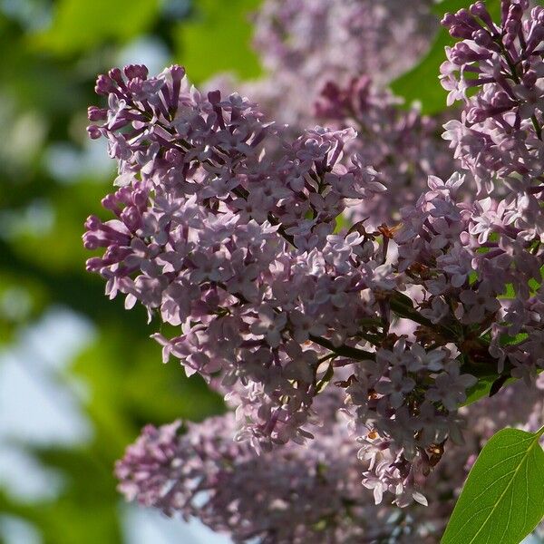 Syringa vulgaris Квітка