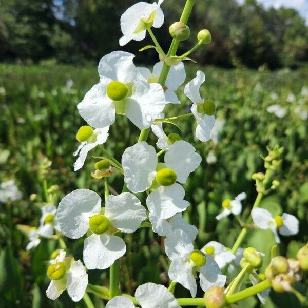 Sagittaria lancifolia Çiçek