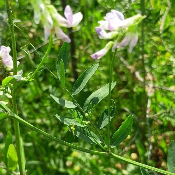 Vicia biennis Folio