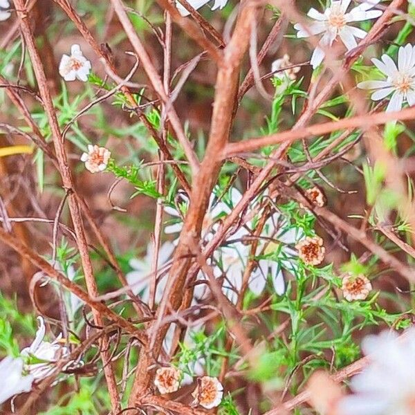 Symphyotrichum ericoides Koor