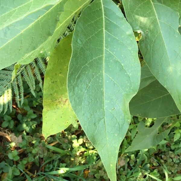 Solanum mauritianum Liść