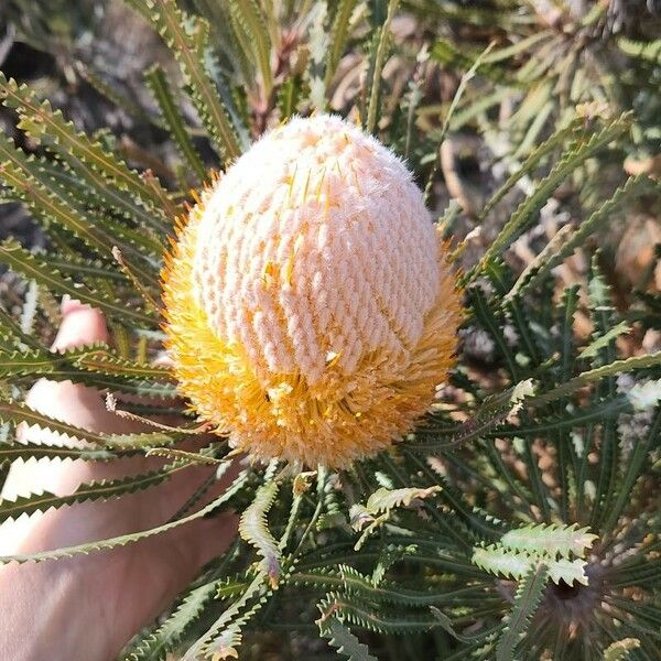 Banksia hookeriana Blomst