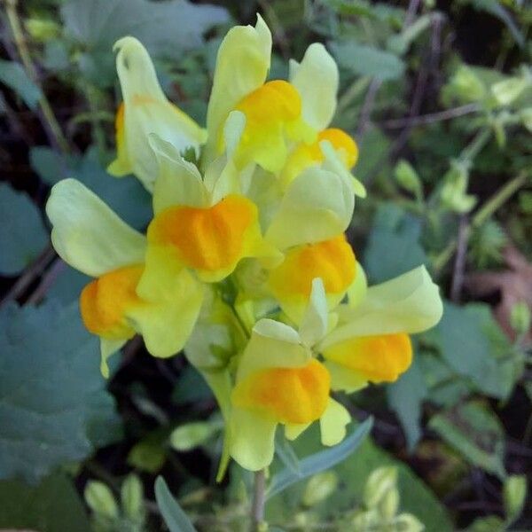 Linaria vulgaris Kvet