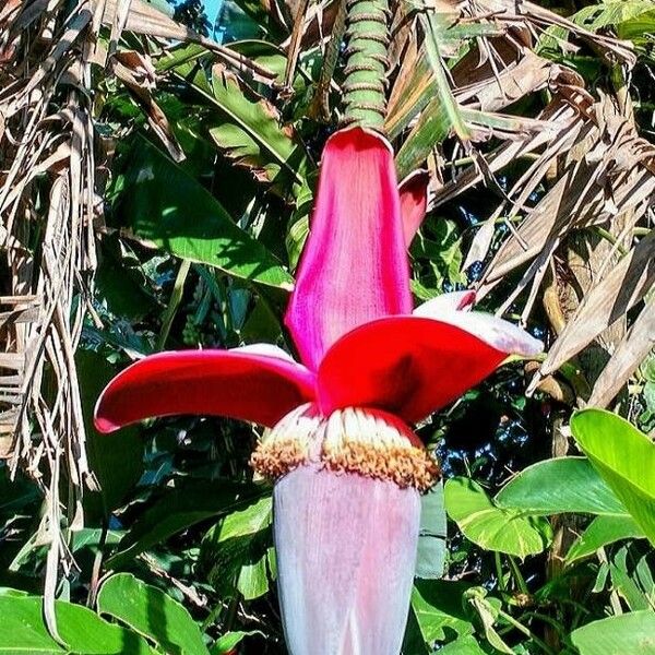 Musa × paradisiaca Cvet