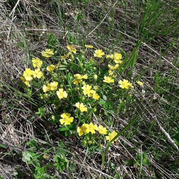 Potentilla aurea ശീലം