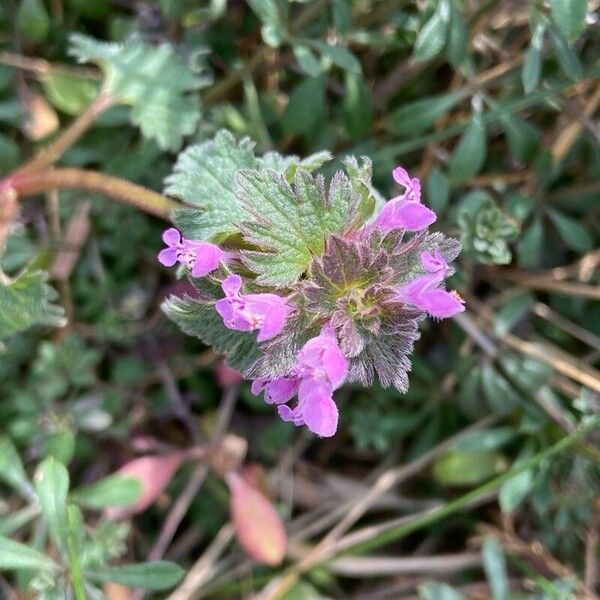 Lamium hybridum 花