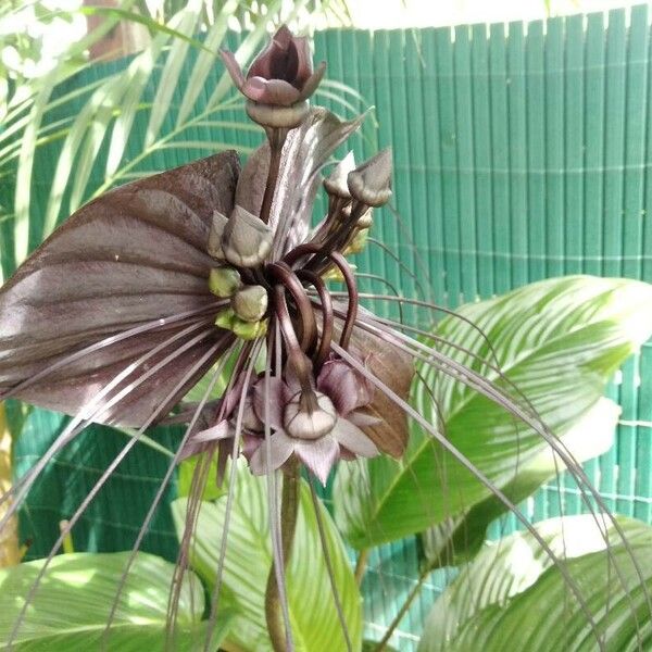 Tacca chantrieri Flower