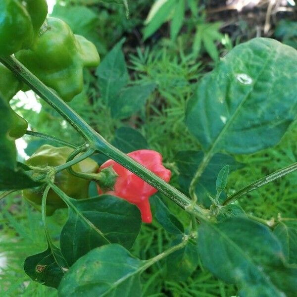 Capsicum baccatum Fruct