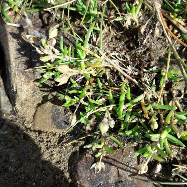 Spergularia marina Habit