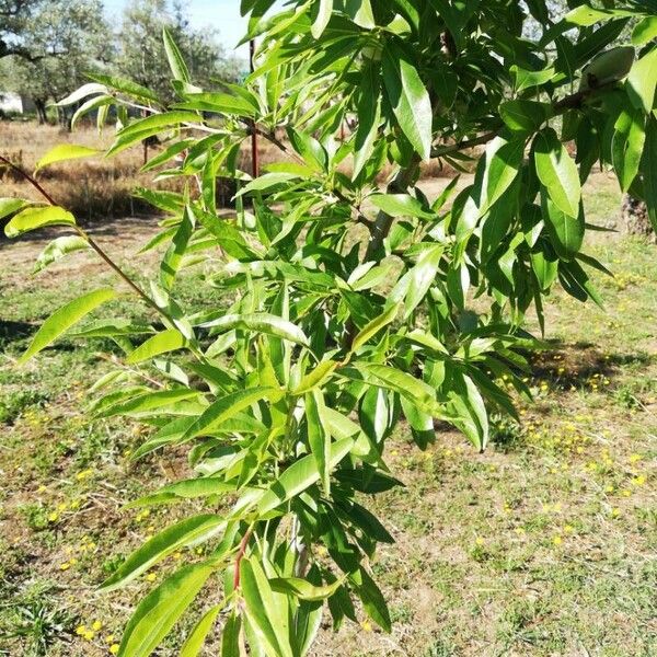 Prunus dulcis Blad