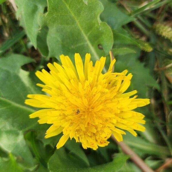 Taraxacum sonchoides Кветка