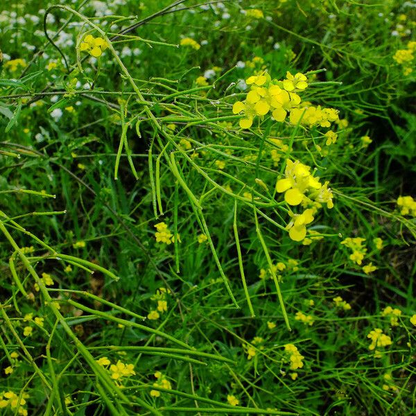 Sisymbrium loeselii Flower