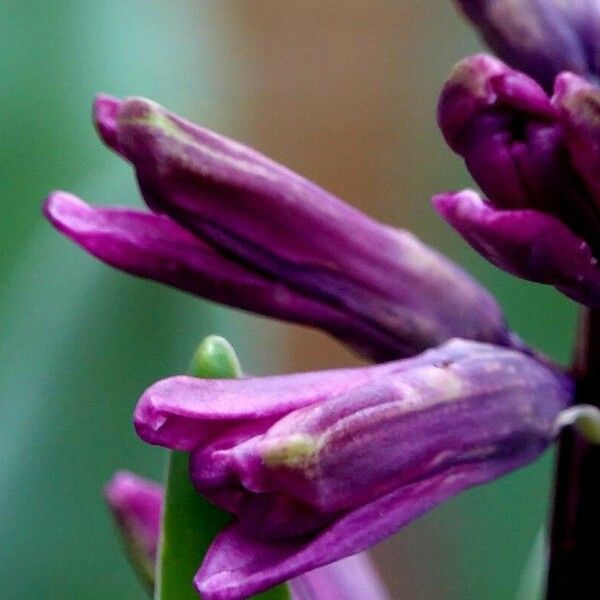 Hyacinthus orientalis Arall