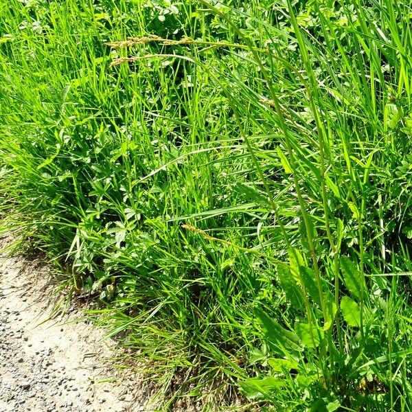 Rumex acetosa Habitat