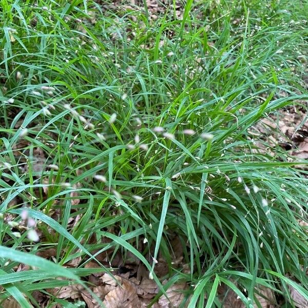 Melica uniflora Blatt