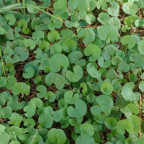 Dichondra micrantha برگ