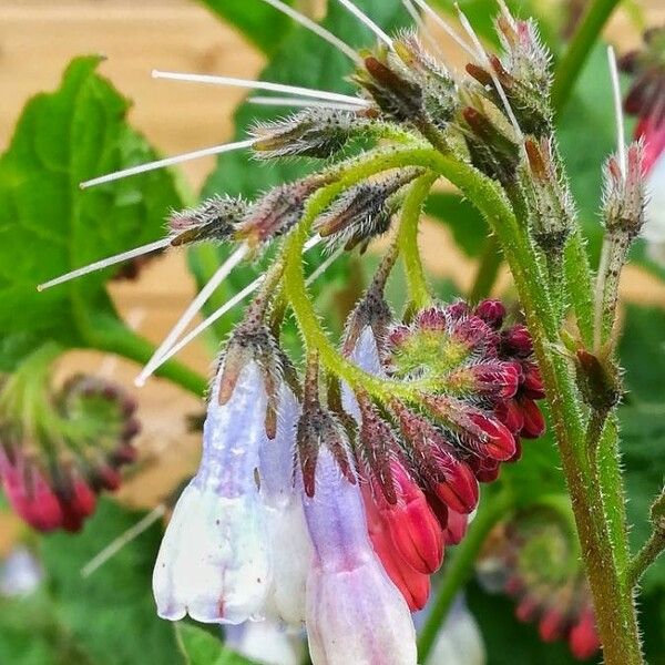 Symphytum officinale Blomma