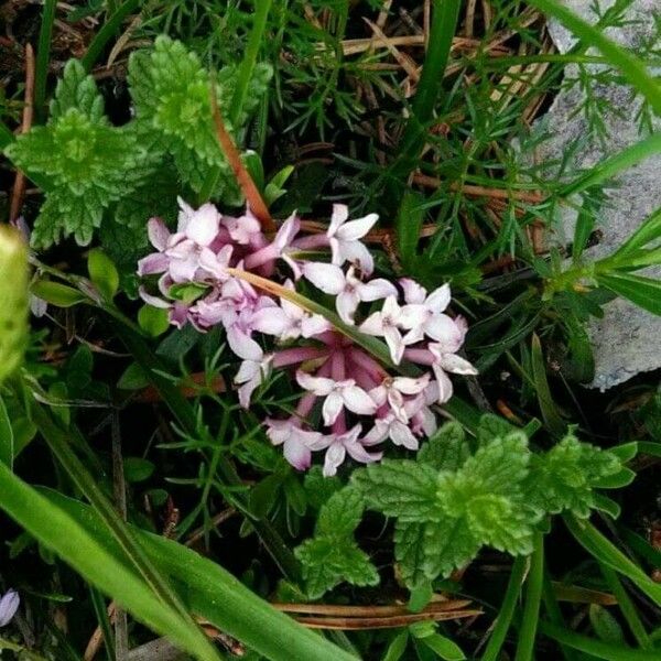 Daphne striata Flower