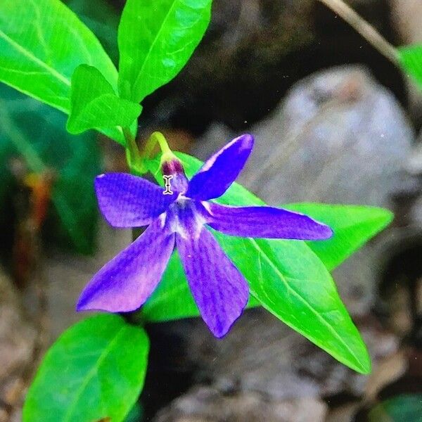 Vinca herbacea Květ