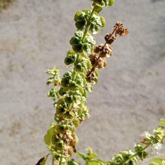 Ocimum basilicum Fruit