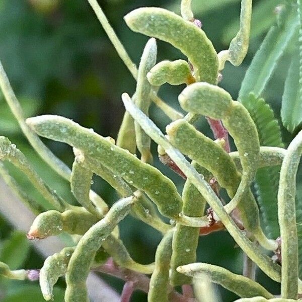 Acacia mearnsii Fruto